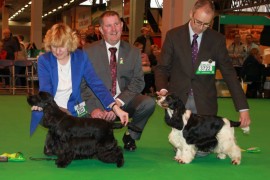 Crufts bitches 5th March 2015