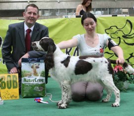 Moscow Spaniel Club BOB English Springer Moscow Spaniel Club BOB English Springer
