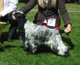 15th June 2013 Special Cocker Spaniel Club Show, Slovakia.