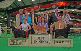 The Cocker Spaniel Club 2011 BIS The Cocker Spaniel Club Championship Show, bitches - 17th July 2011