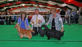 The Cocker Spaniel Club 2011 Bitch cc & Res cc The Cocker Spaniel Club Championship Show, bitches - 17th July 2011