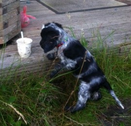 Manchela Good Luck Charm - Darcie Mersie