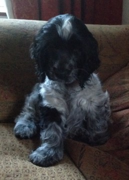 Manchela Laurelle - Lily Beveridge