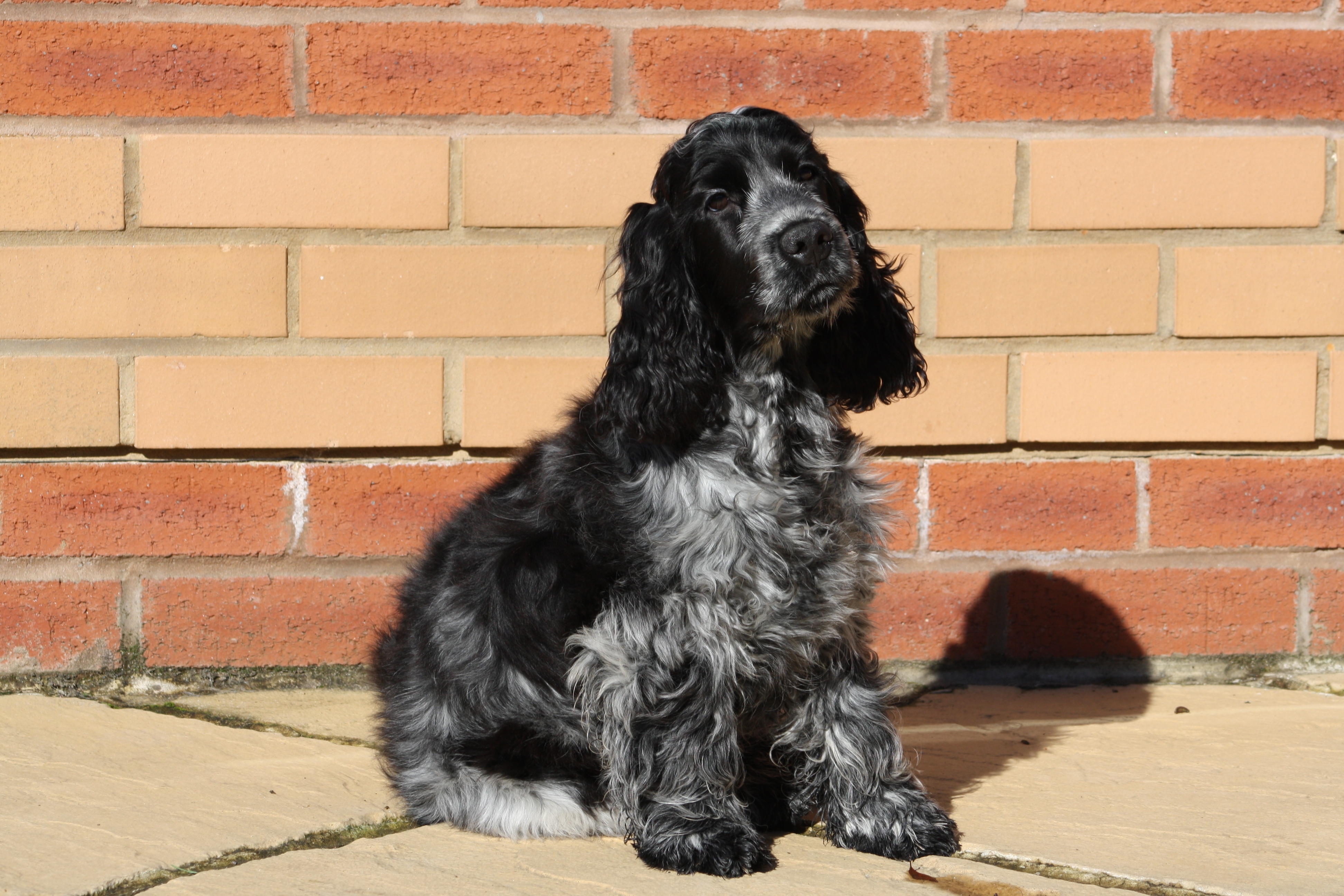 Manchela Startime - Sky