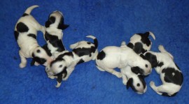 Roxi's pups - 1 week old