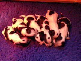 Roxi's pups - 2 weeks old