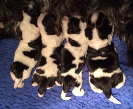Misha's pups - 1 week old