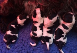 Misha's pups - 2 days old