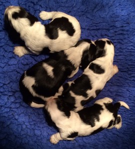 Misha's pups - 2 weeks old