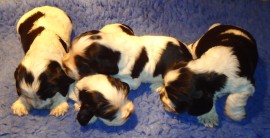 Misha's pups - 3 weeks old