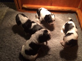 Misha's pups - 4 weeks old
