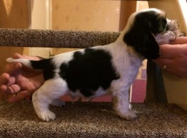 No.2 - 5 weeks