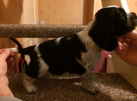 No.4 - 5 weeks old