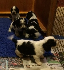 Misha's pups - 5 weeks old