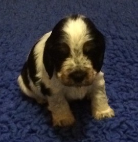 No.1 - 5 weeks