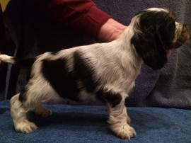 No.1 - 6 weeks old