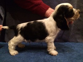 No.2 - 6 weeks old