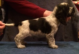 No.3 - 6 weeks old