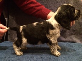 No.4 - 6 weeks old