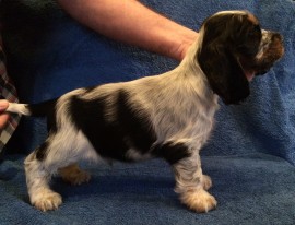 No.1 - 7 weeks old
