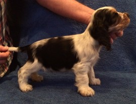 No.2 - 7 weeks old