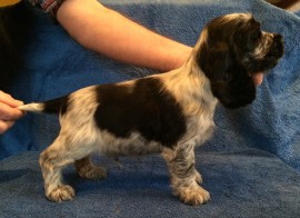 No.3 - 7 weeks old
