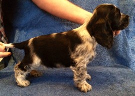 No.4 - 7 weeks old
