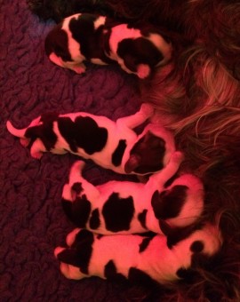 Misha's pups - a few hours old