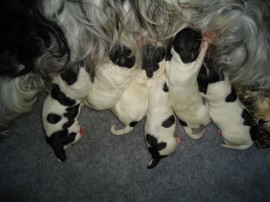 1 day old