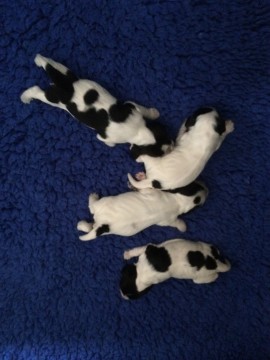 1 week old