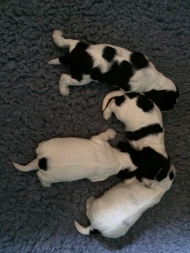 2 weeks old