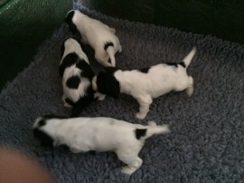3 weeks old