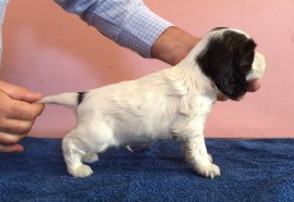 Dog No.2