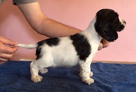 Bitch No.1 - 7 weeks old