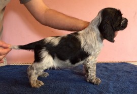 Dog No.1 - 7 weeks old