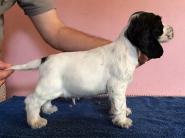 Dog No.2 - 7 weeks old