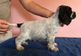 Dog No.3 - 7 weeks old