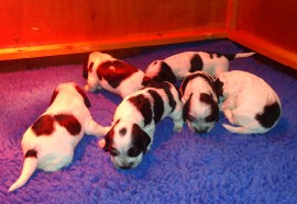 Roxi's pups - 3 weeks old