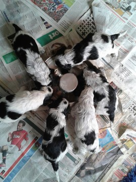 Roxi's pups - 4 weeks old
