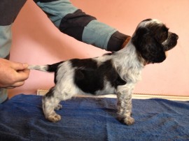 Bitch No.1 at 7 weeks