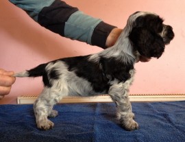 Bitch No.2 at 7 weeks