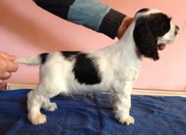 Dog No.1 at 7 weeks