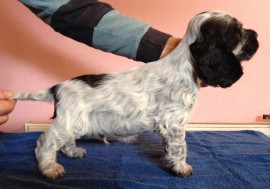 Dog No.2 at 7 weeks