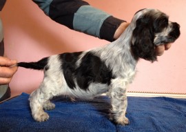 Dog No.3 at 7 weeks