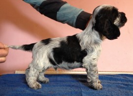 Dog No.4 at 7 weeks