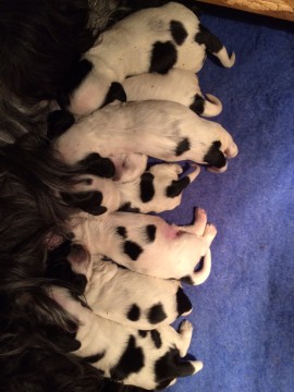 1 week old