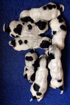 2 weeks old