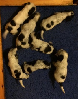 4 weeks old