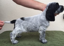 7 weeks old - boy 1