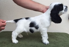 7 weeks old - boy 2